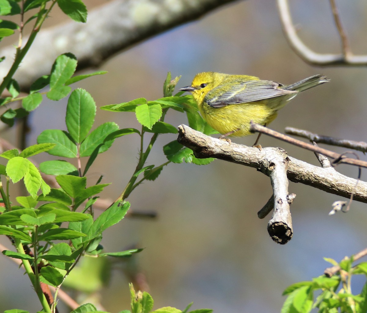 Blue-winged Warbler - Kim  Garrison