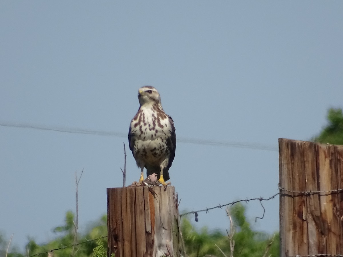 Swainson's Hawk - ML334555951