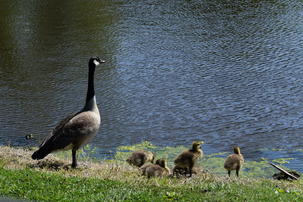 Canada Goose - ML334556161