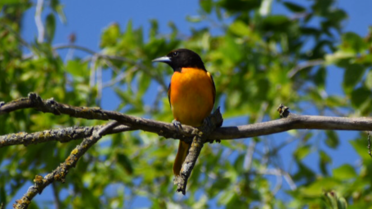 Baltimore Oriole - ML334556381