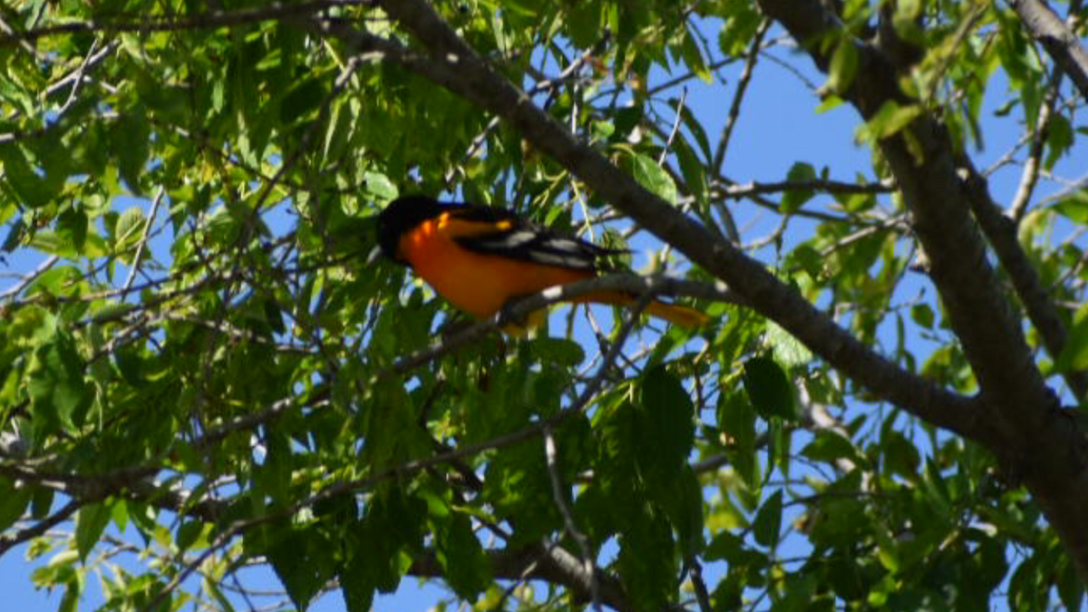 Baltimore Oriole - ML334556391