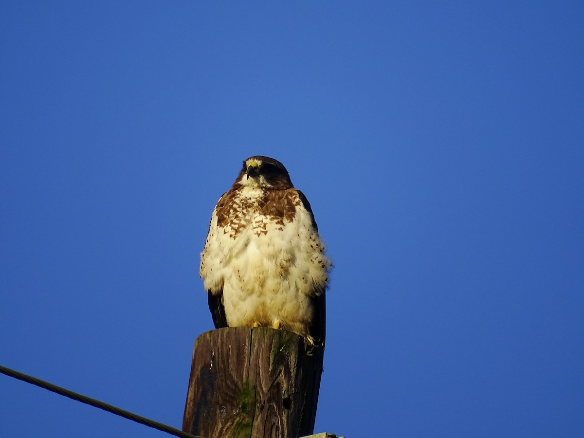 Swainson's Hawk - ML334556461