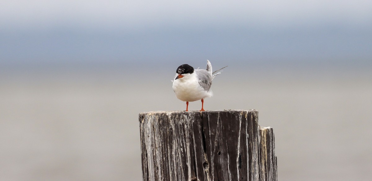 Forster's Tern - ML334558841