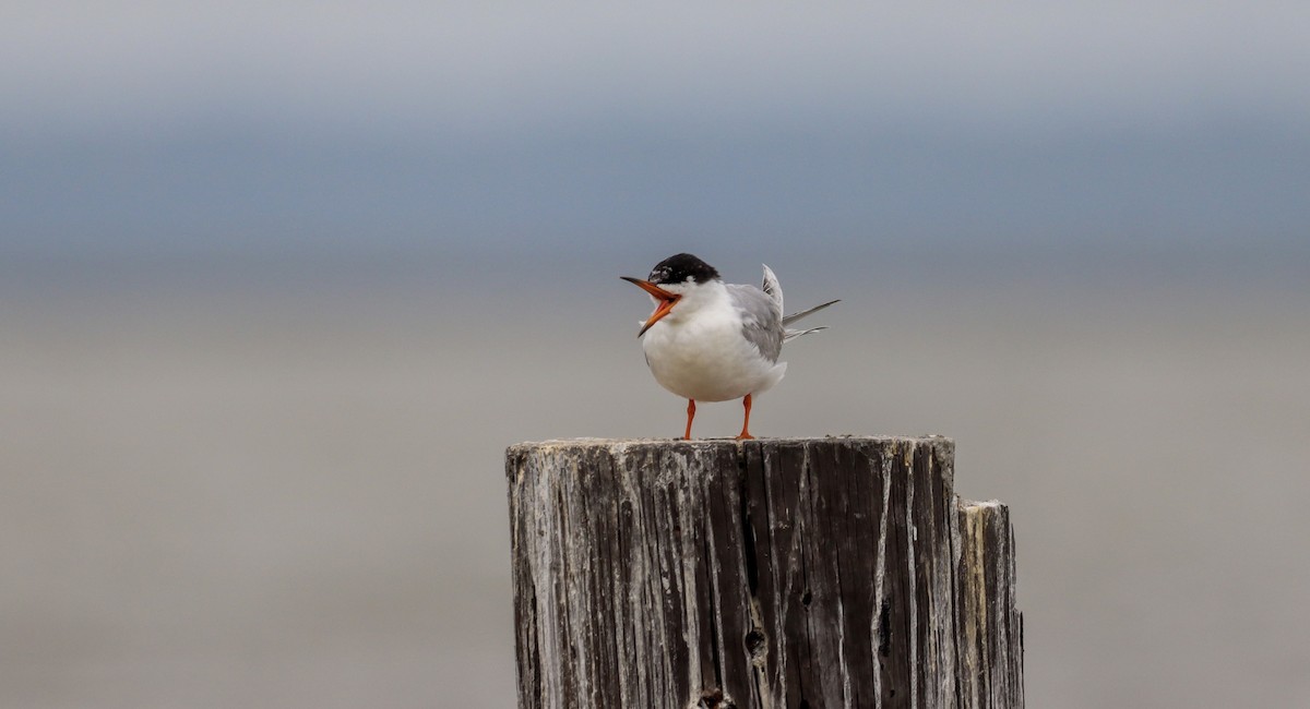Forster's Tern - ML334558851