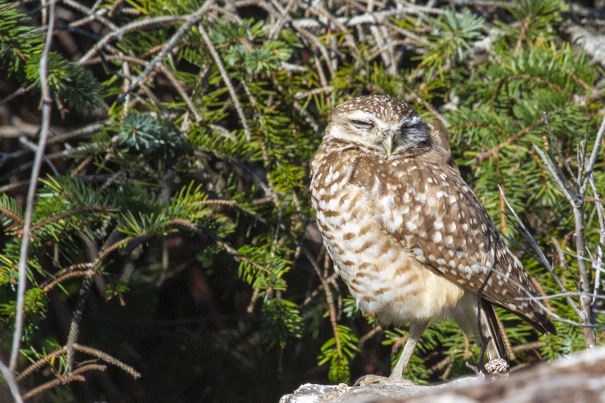 Burrowing Owl - ML334559031