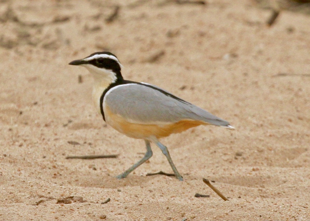 Egyptian Plover - ML334559301