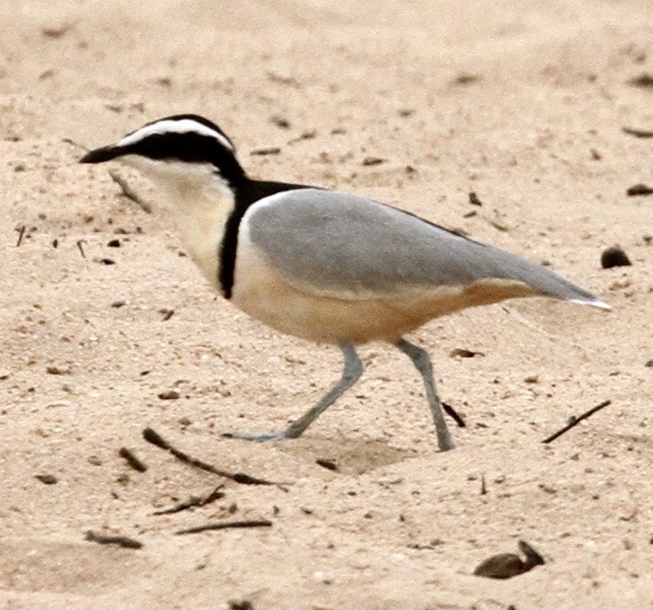 Egyptian Plover - ML334559321