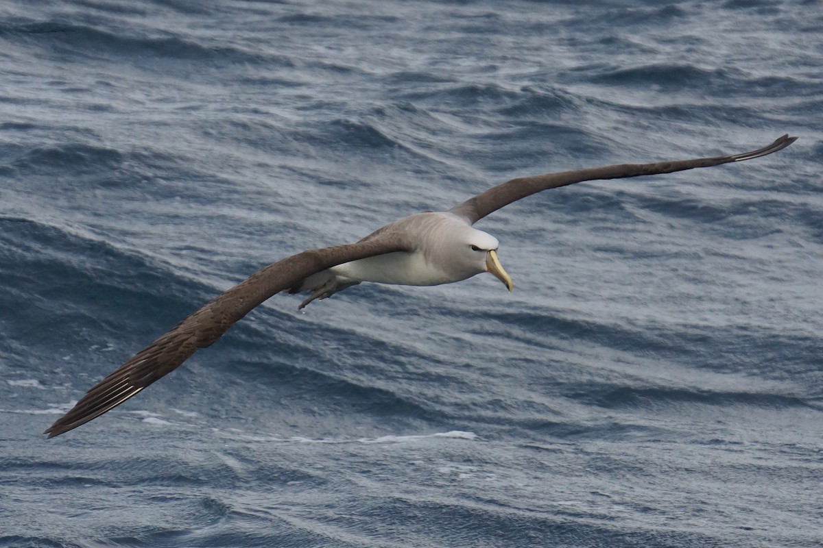 albatros snarský - ML334559491