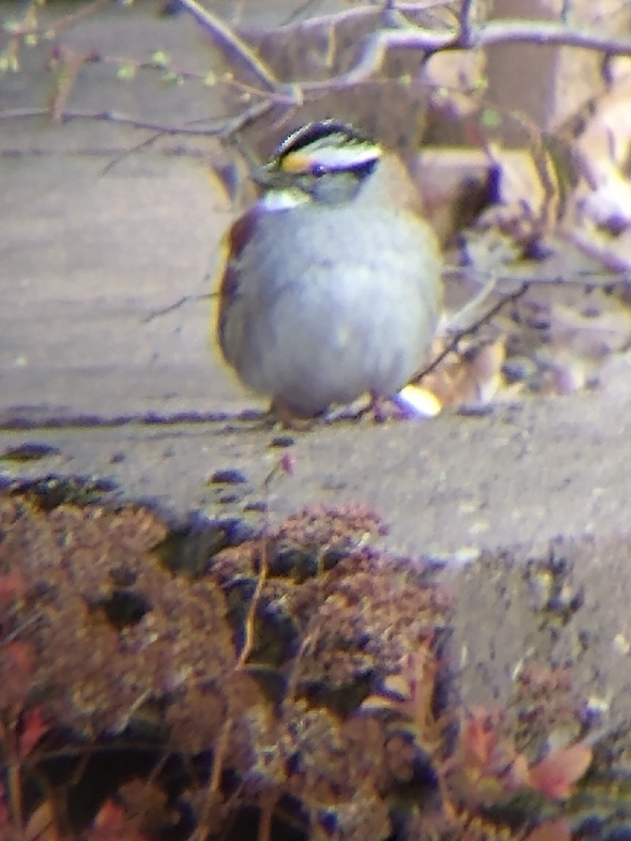 White-throated Sparrow - Blake Ulmaniec