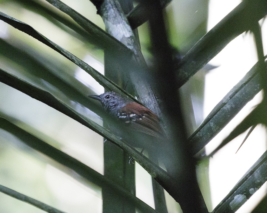 Rio Madeira Stipplethroat (Madeira) - Silvia Faustino Linhares