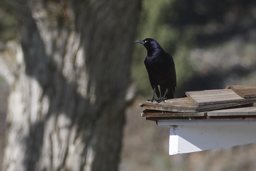 Great-tailed Grackle - ML334561981