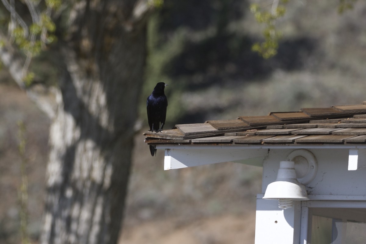 Great-tailed Grackle - ML334562001