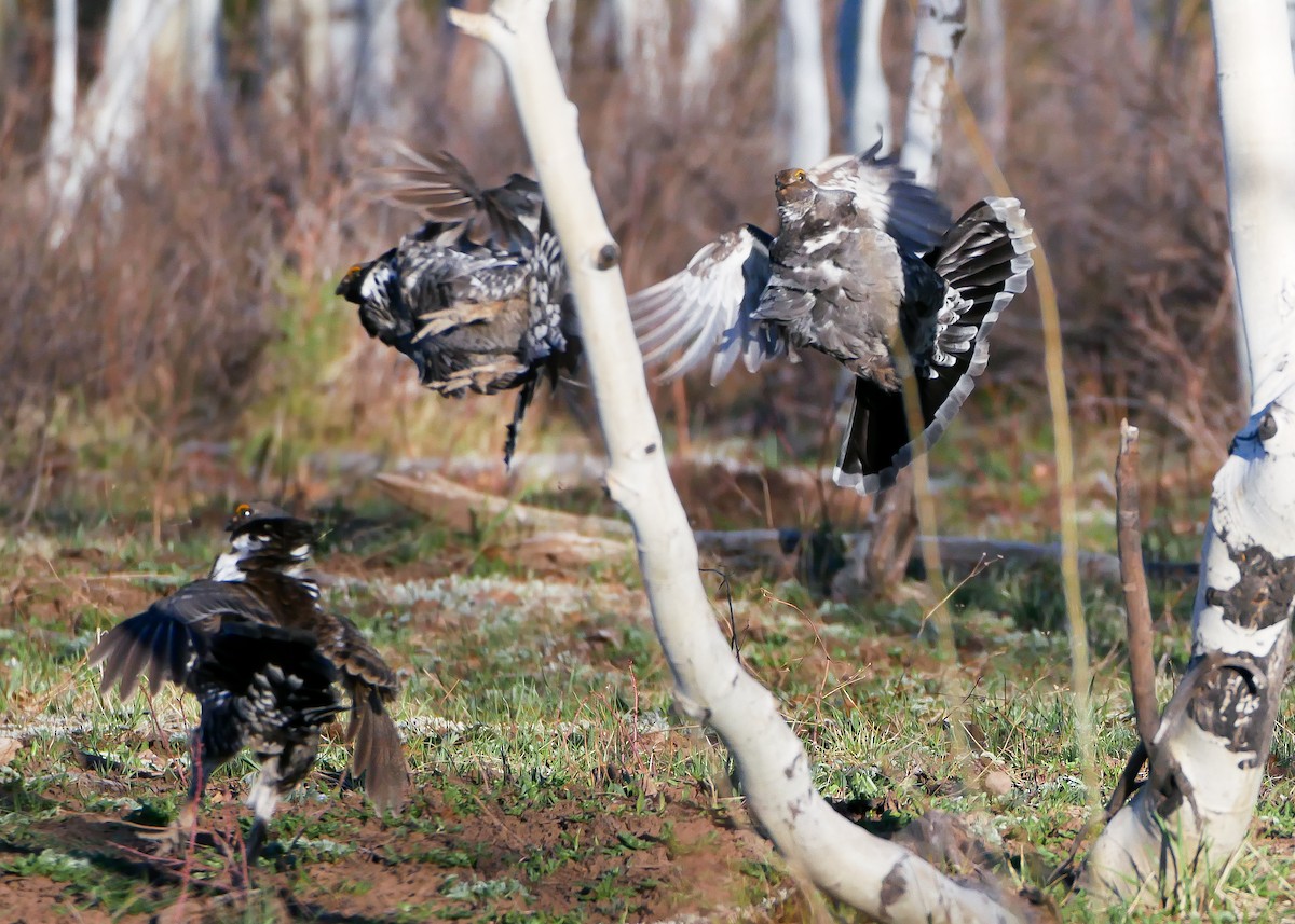 Dusky Grouse - Alex Krebs