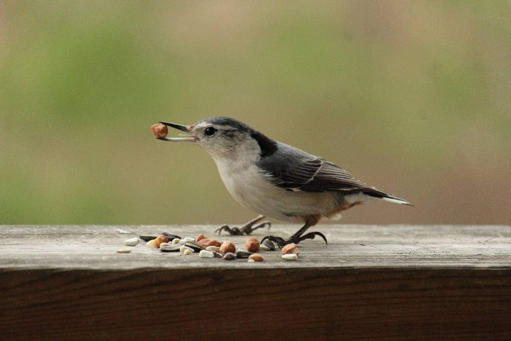 White-breasted Nuthatch - ML334563751