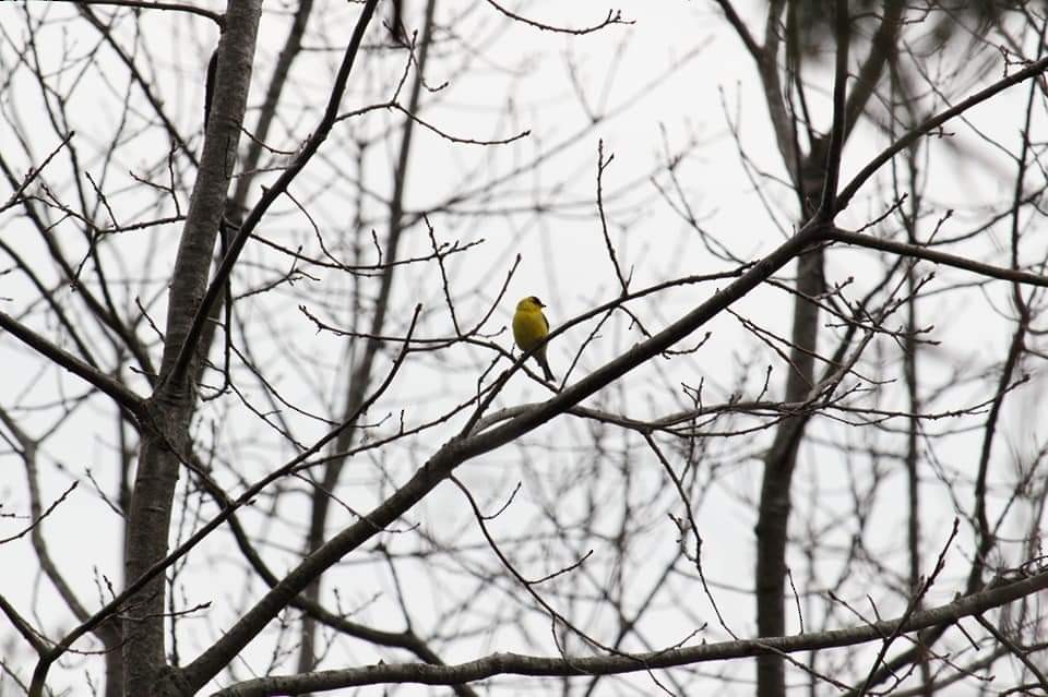 American Goldfinch - ML334563831