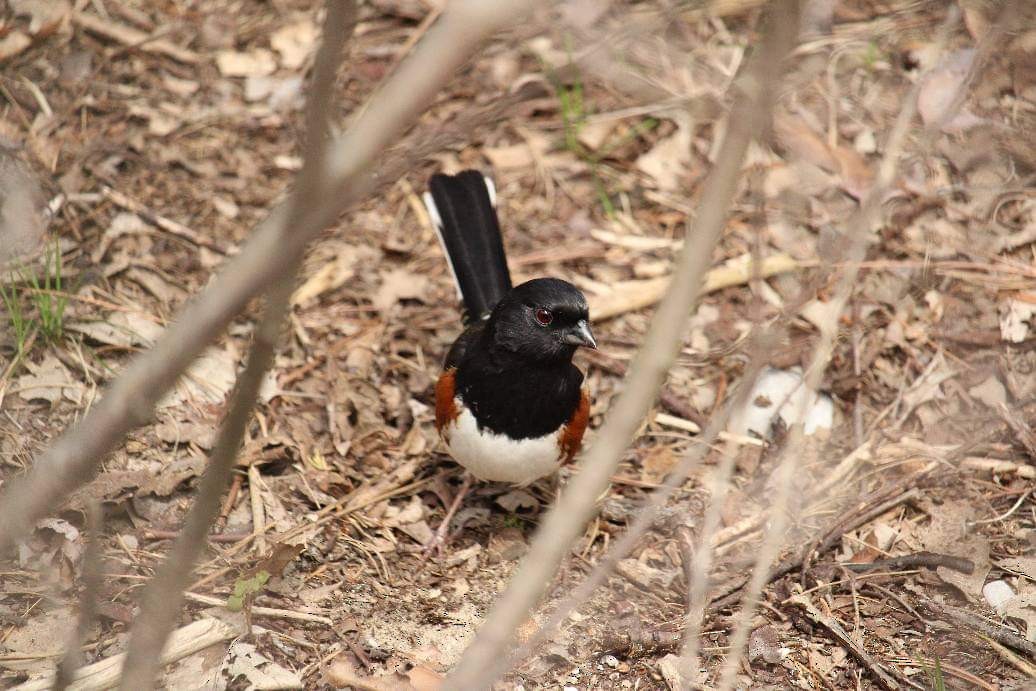 Eastern Towhee - ML334563841
