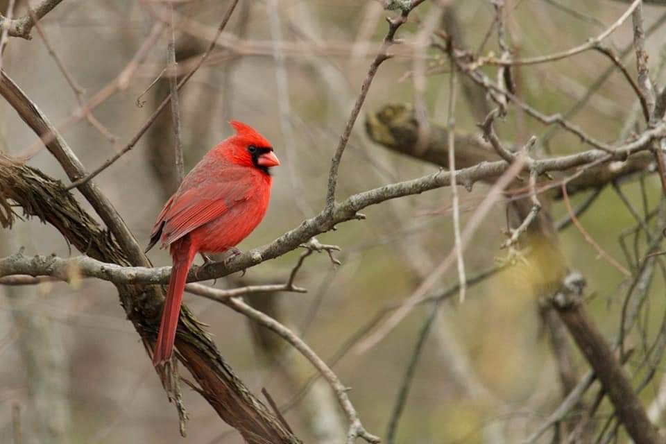 Northern Cardinal - ML334563881