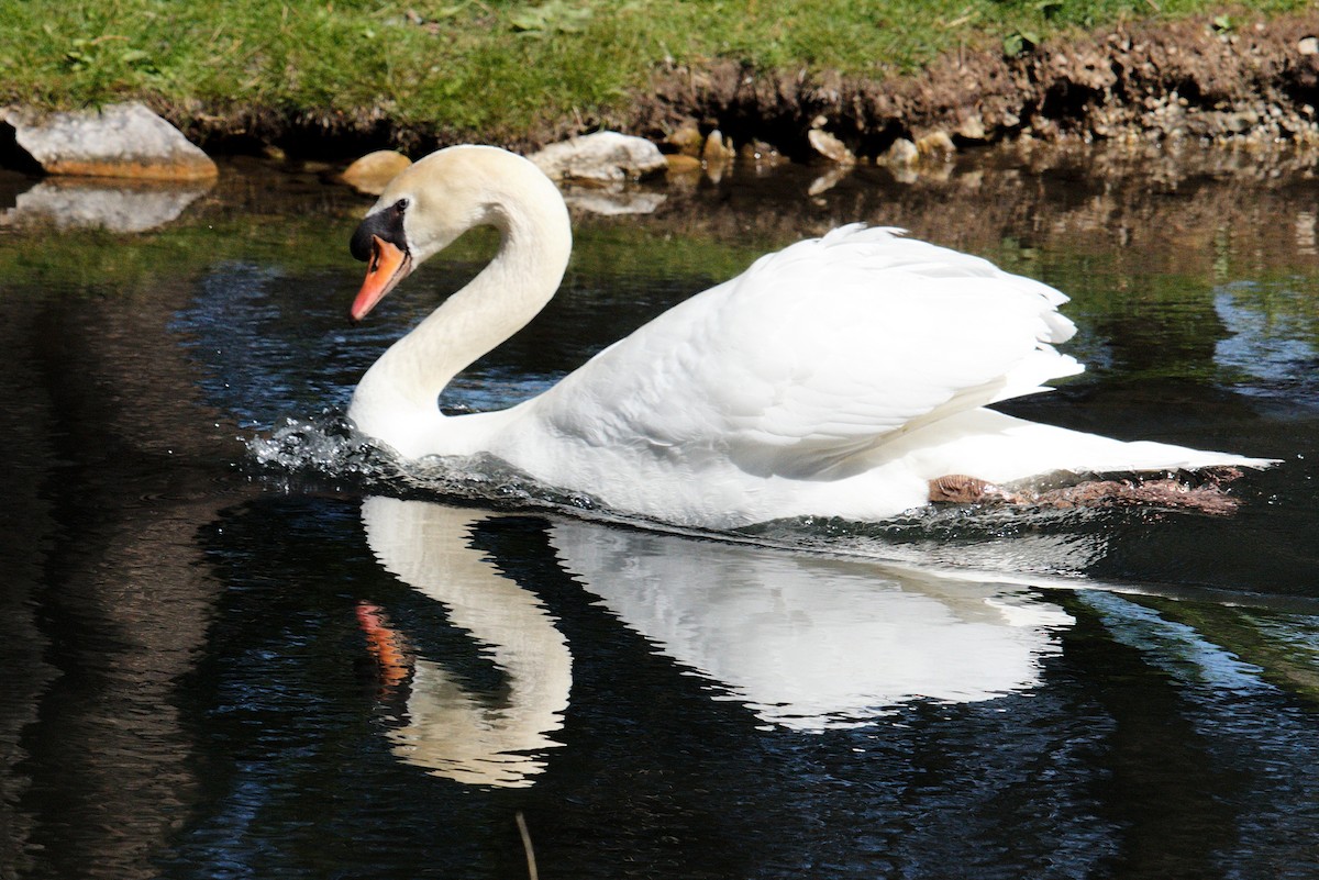 Mute Swan - ML334564201