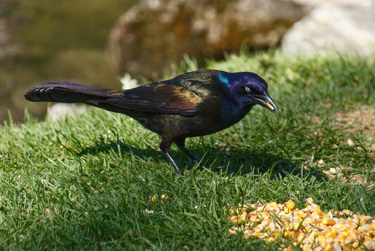 Common Grackle - ML334564641