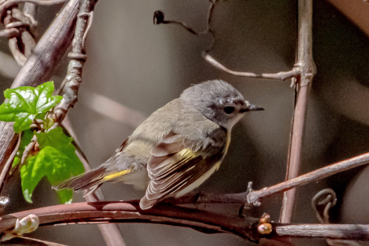 American Redstart - ML334565811