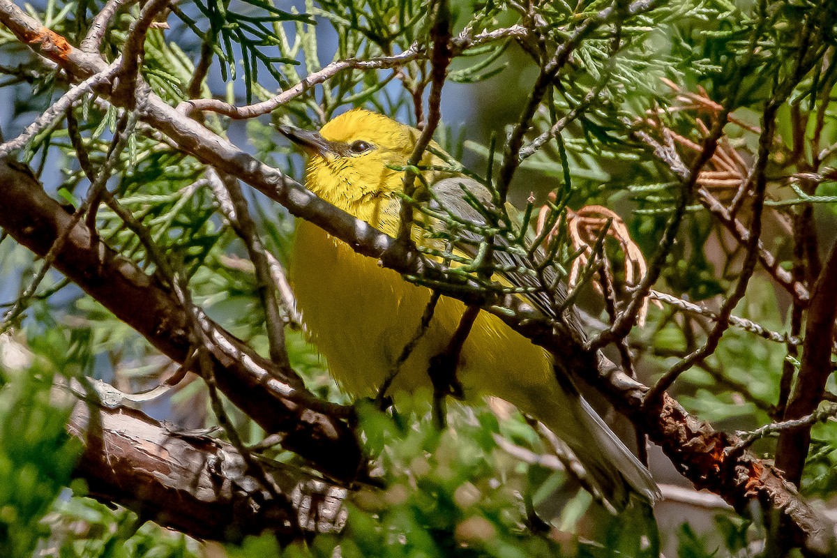 Blue-winged Warbler - ML334565861