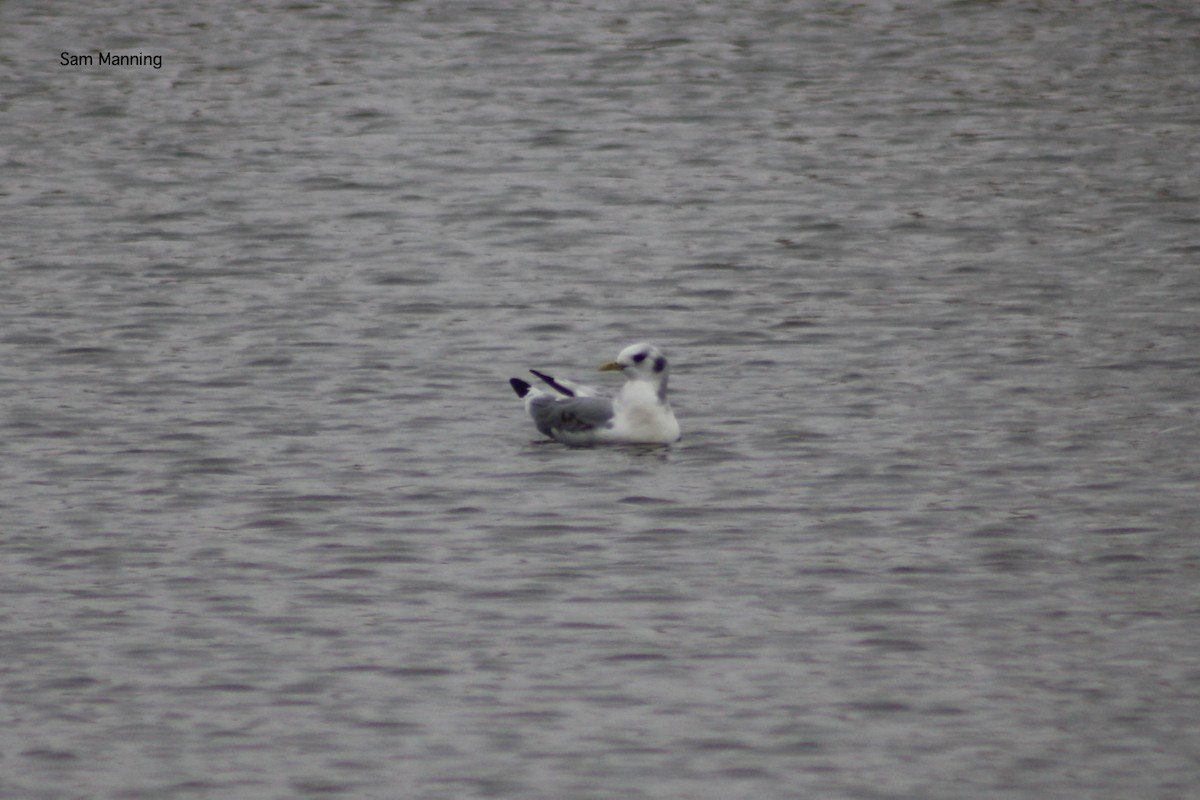 Black-legged Kittiwake - ML33456641