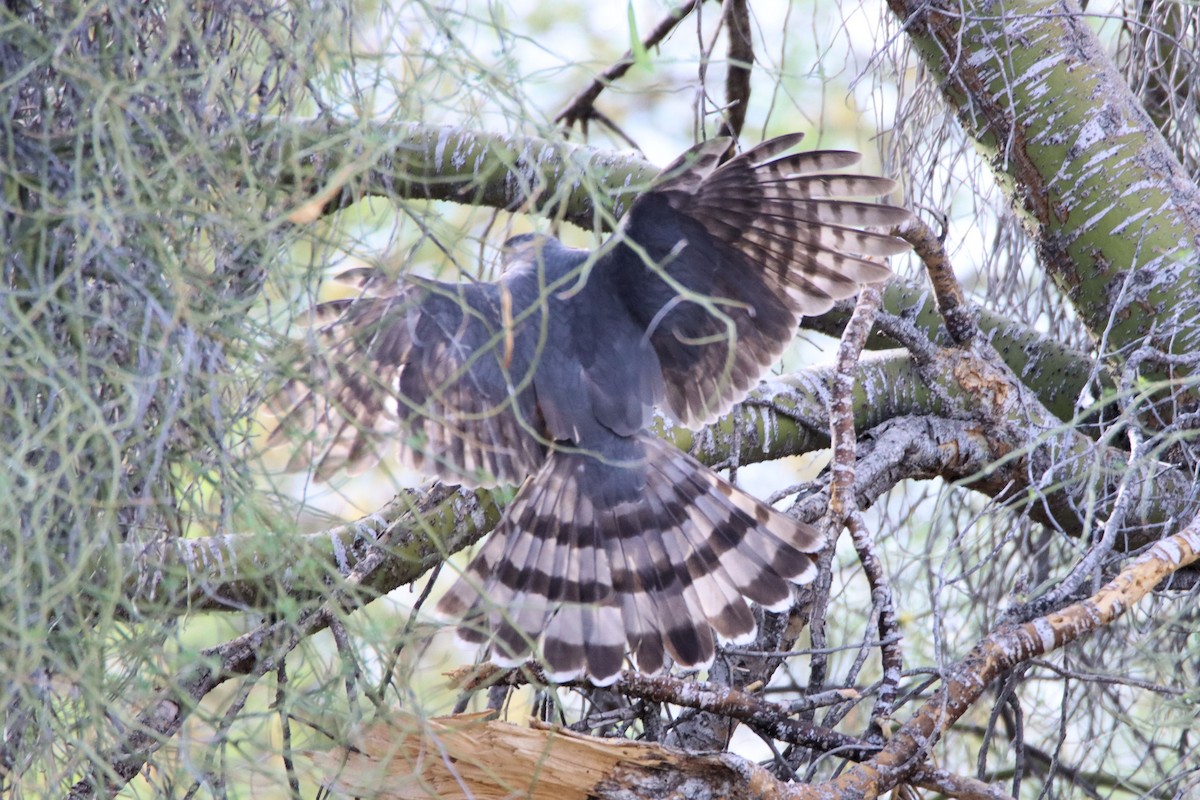 Cooper's Hawk - Diana Spangler