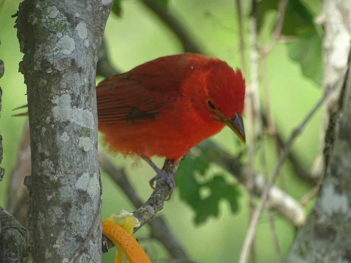 Summer Tanager - ML334566751