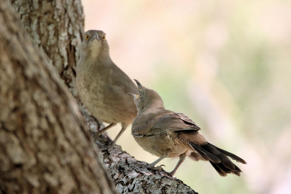 Curve-billed Thrasher - Diana Spangler