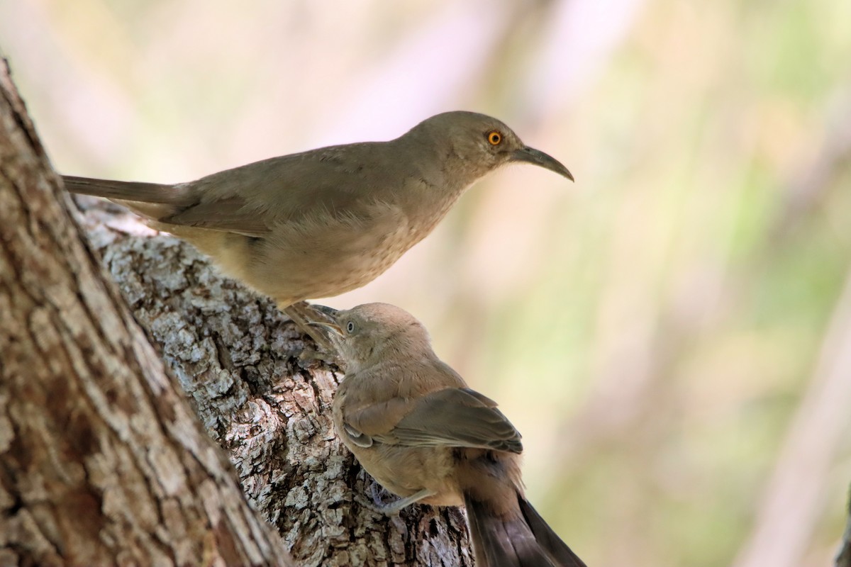 Curve-billed Thrasher - ML334567401