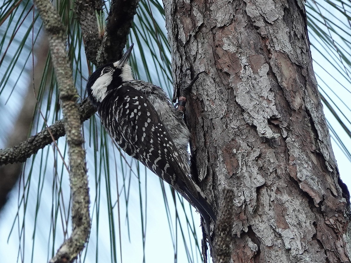 Red-cockaded Woodpecker - Jane Mann