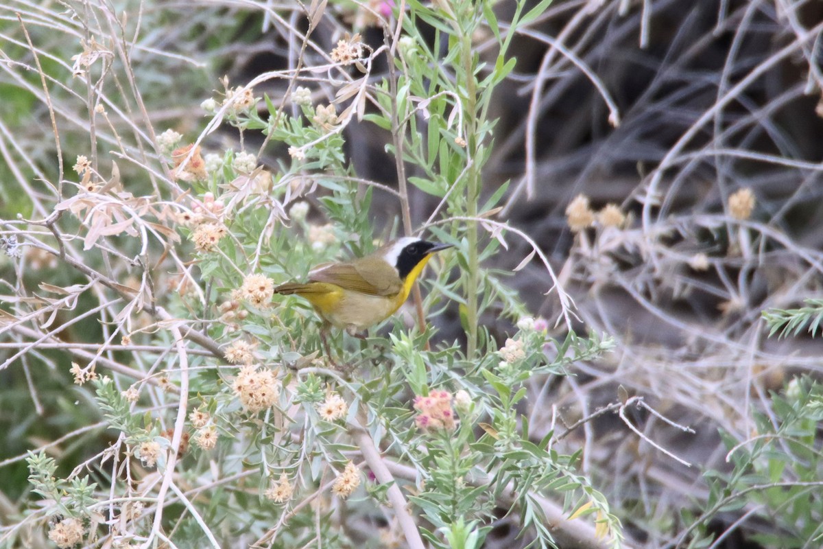 Common Yellowthroat - ML334568071