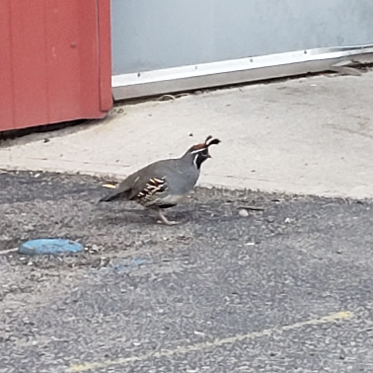 California/Gambel's Quail - ML334568361