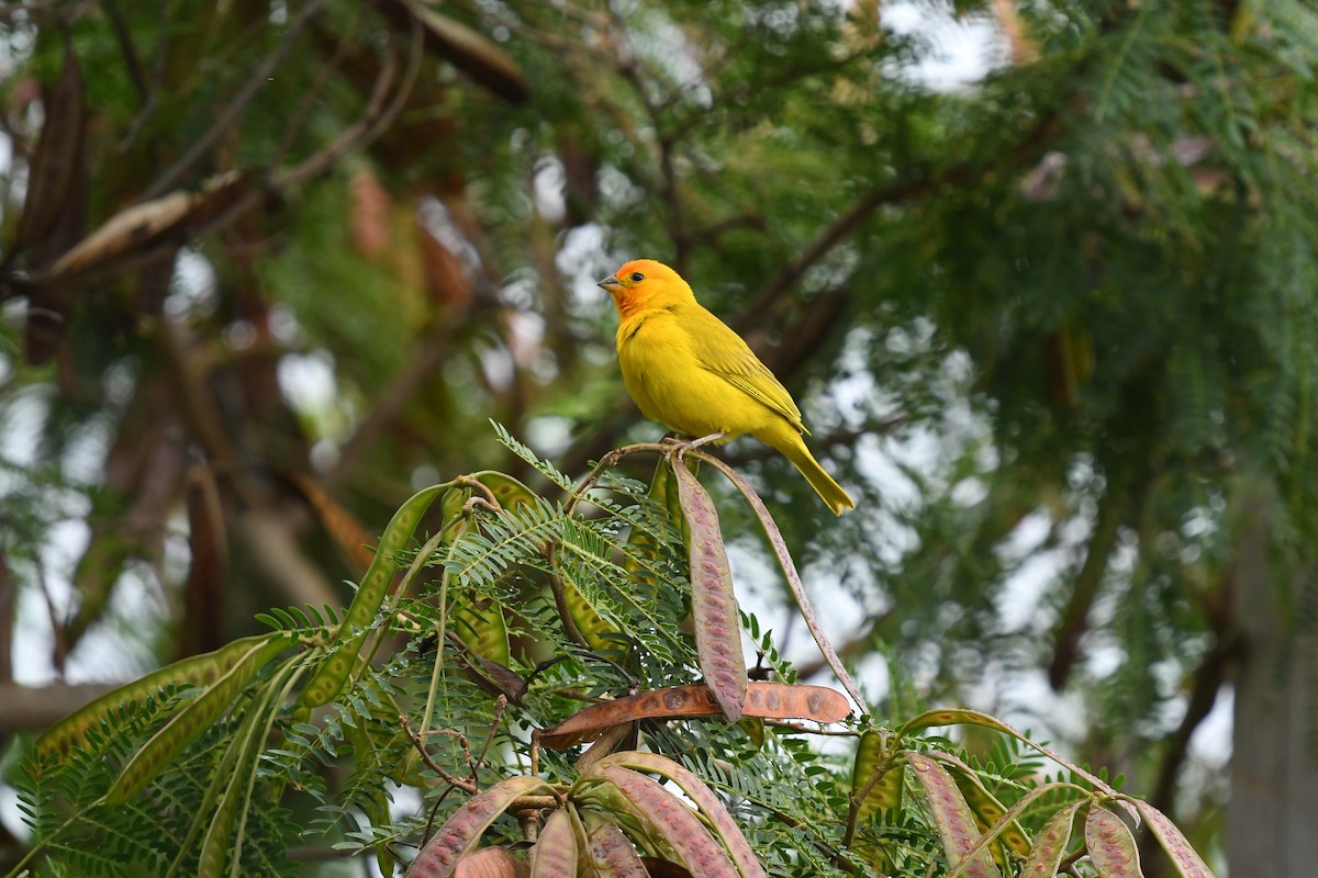 Saffron Finch - ML334568721