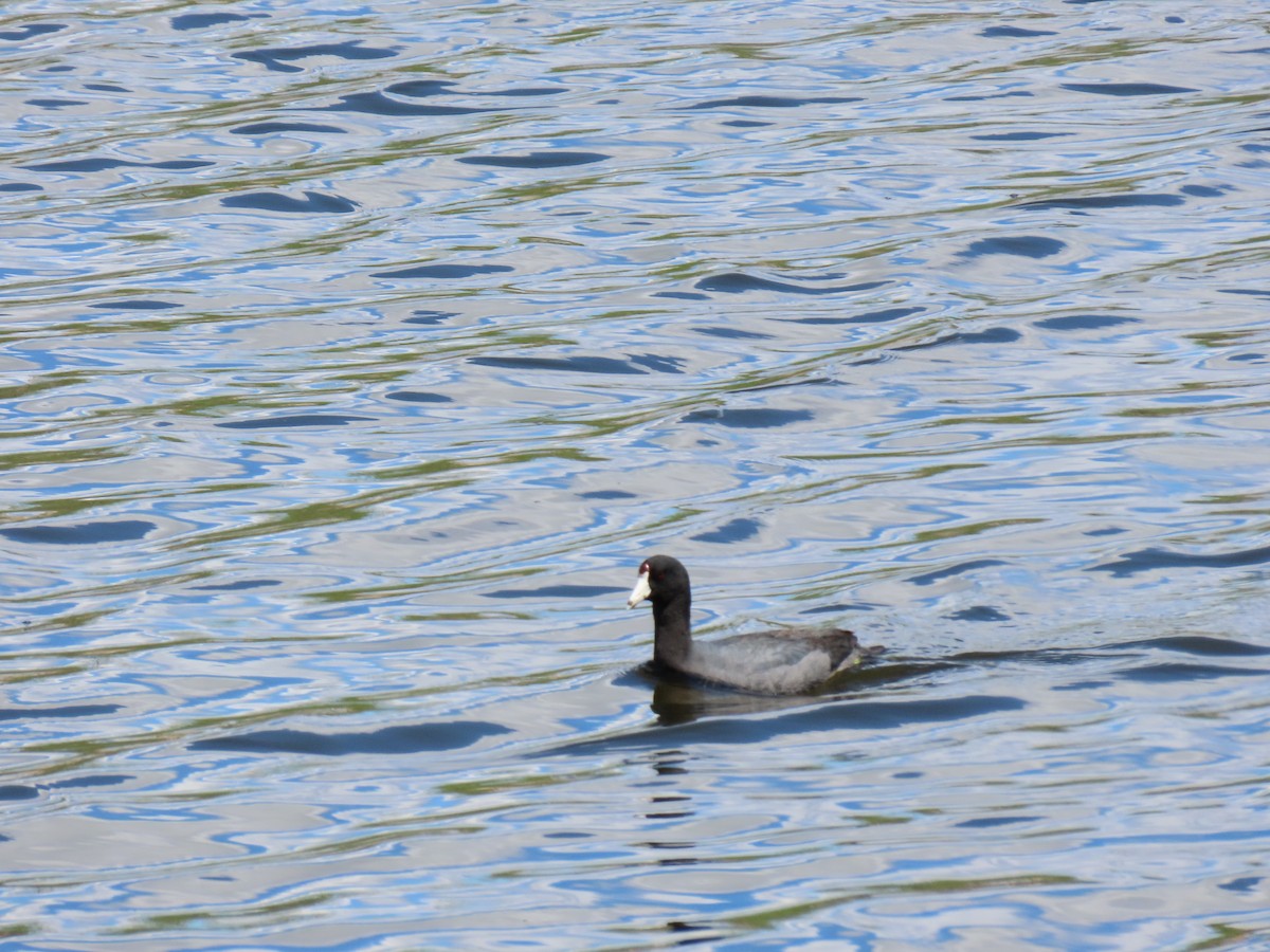 American Coot - ML334568781