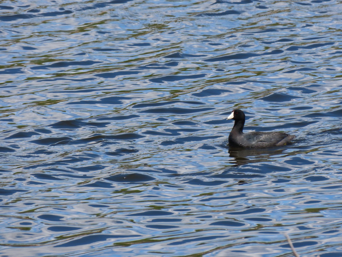 American Coot - Lindsey Taylor