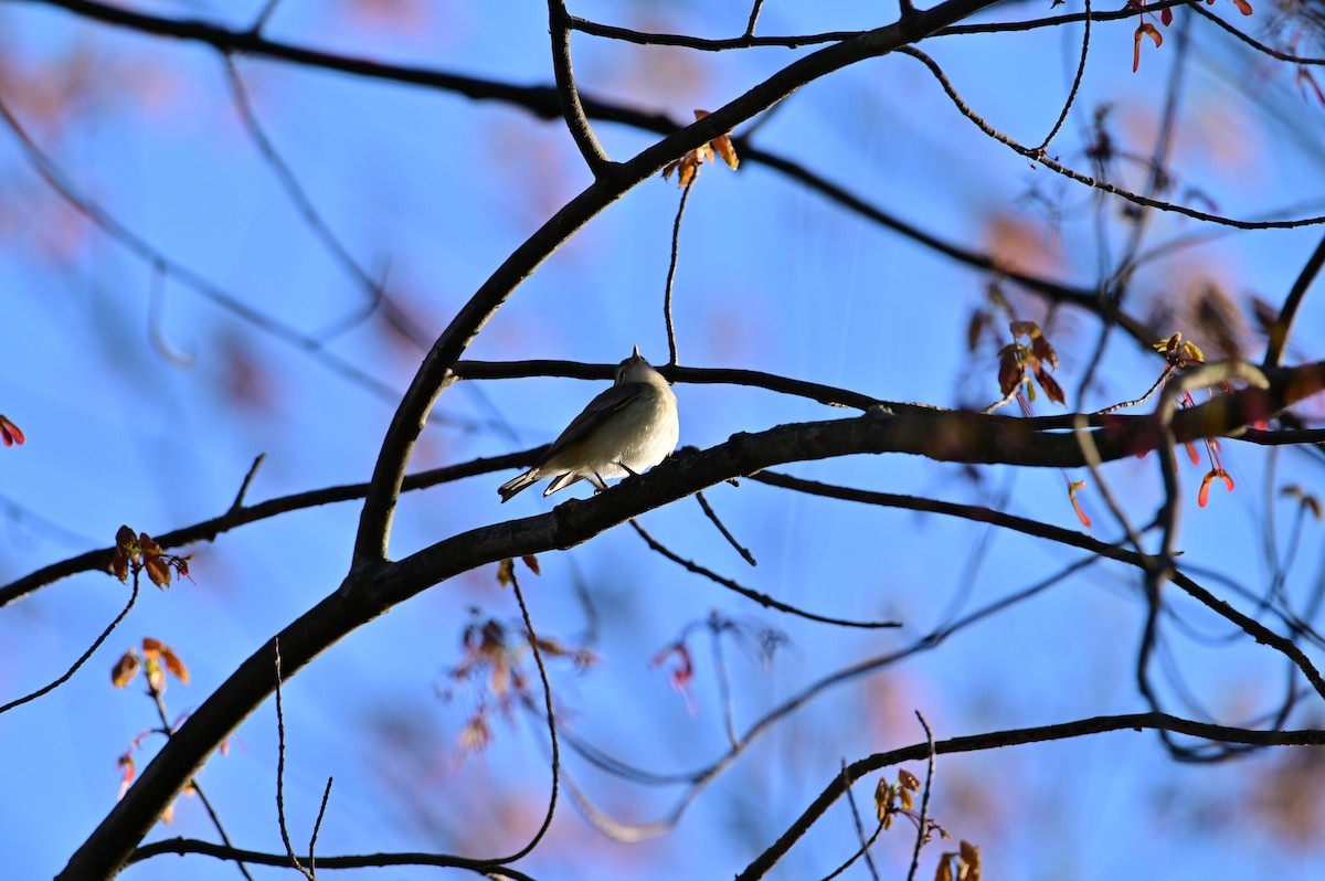 Warbling Vireo - ML334569171