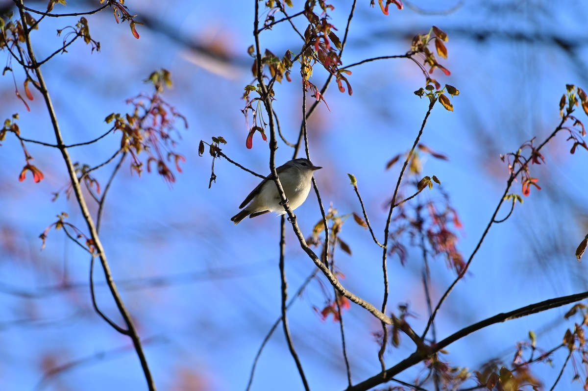 Warbling Vireo - ML334569371