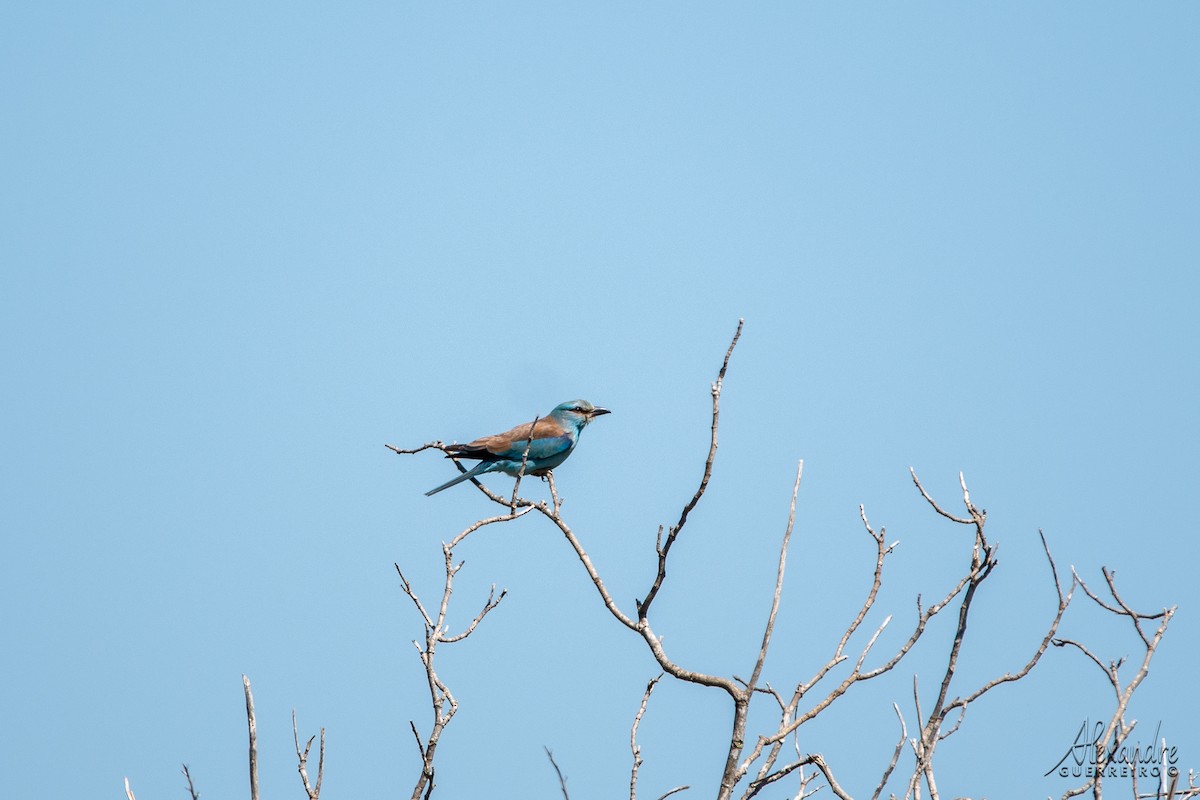 European Roller - ML334569491