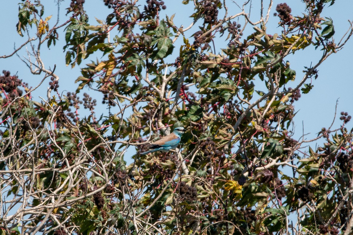 European Roller - ML334569561