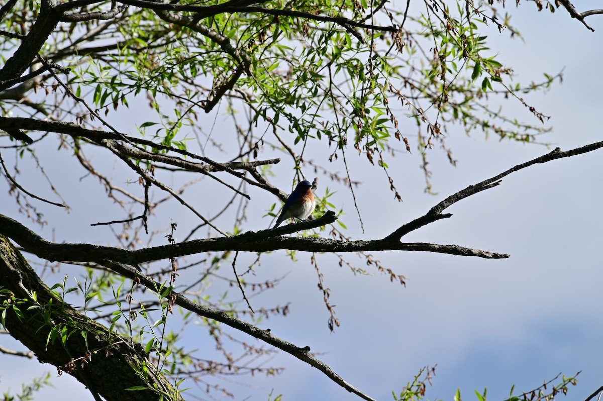 Eastern Bluebird - ML334570811