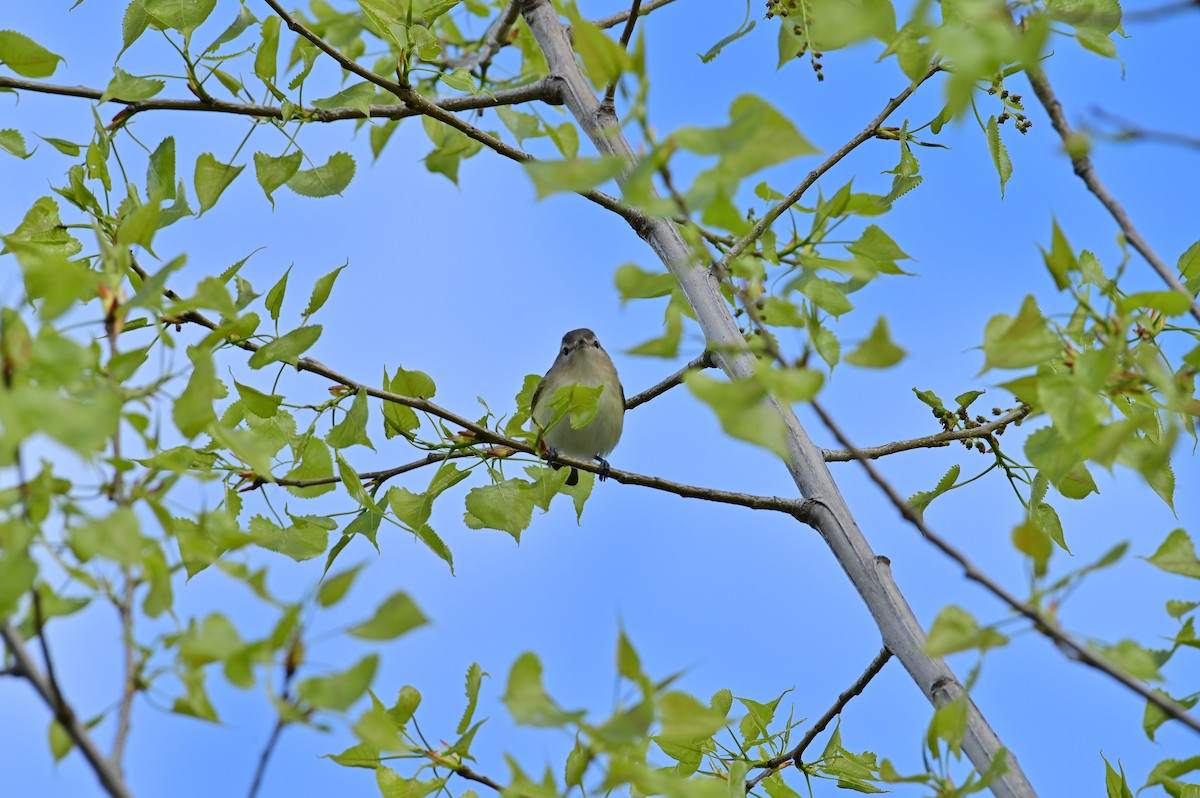 Warbling Vireo - ML334570951