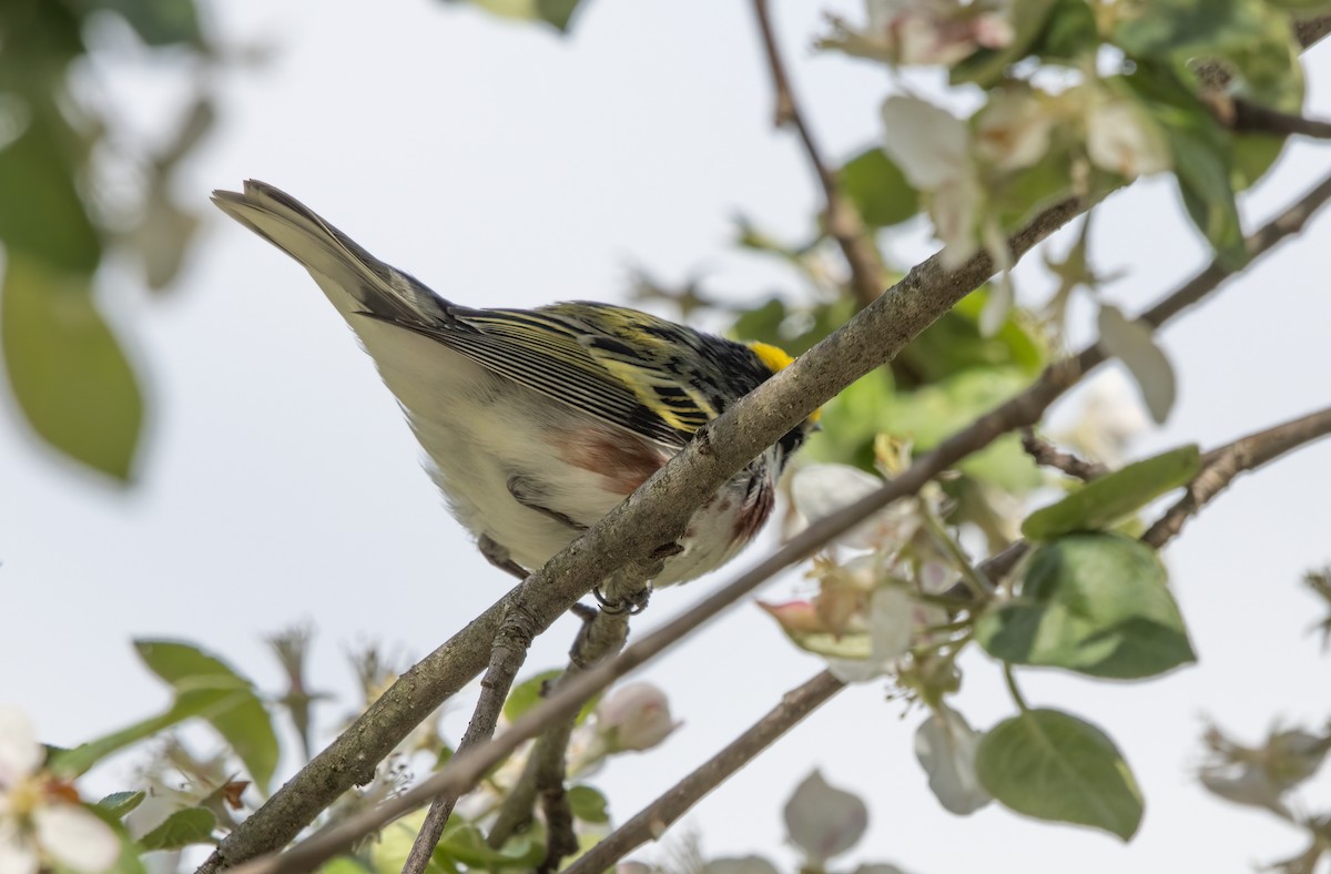 Chestnut-sided Warbler - Kalpesh Krishna