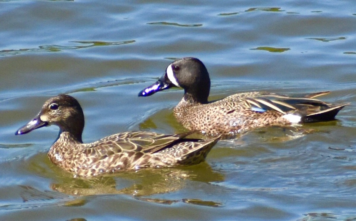 Blue-winged Teal - ML334573881