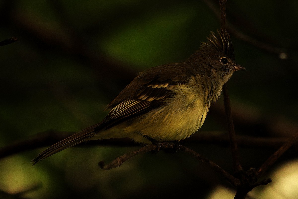 Yellow-bellied Elaenia - ML334574411