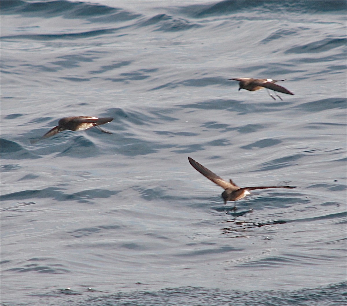 Elliot's Storm-Petrel - ML334575111