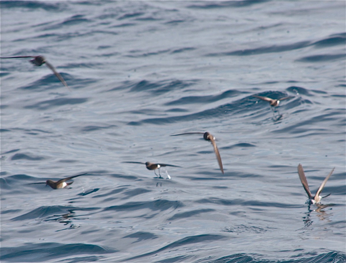 Elliot's Storm-Petrel - ML334575121