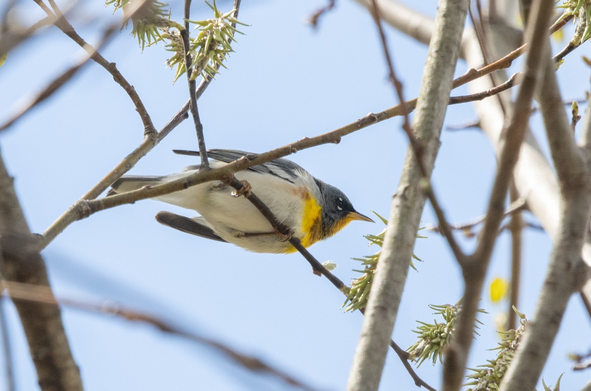 Northern Parula - Kalpesh Krishna