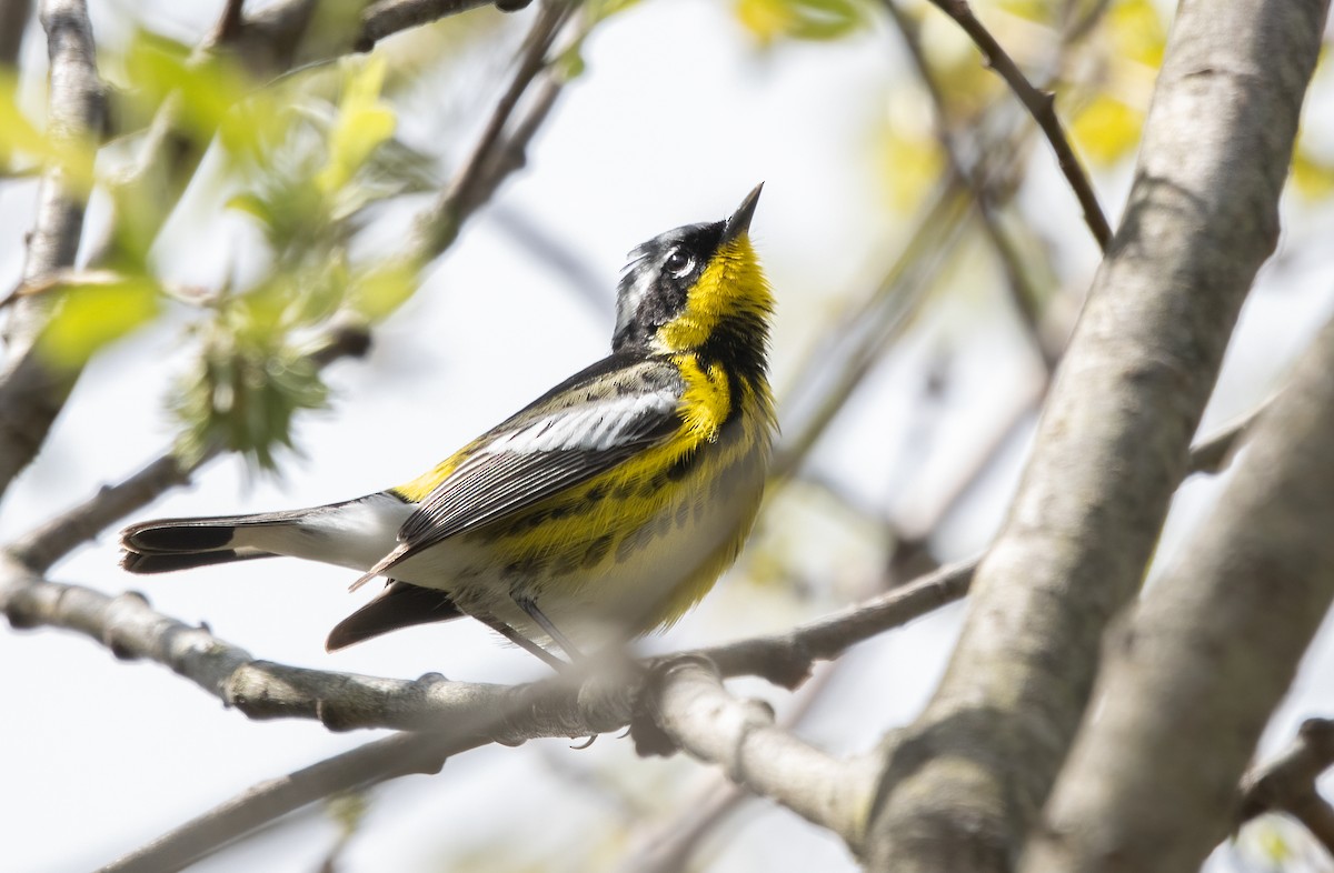 Magnolia Warbler - Kalpesh Krishna