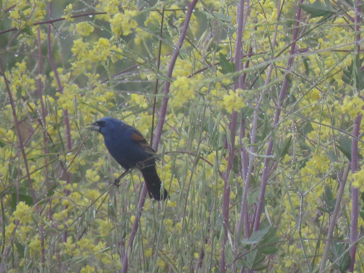 Blue Grosbeak - ML334577031